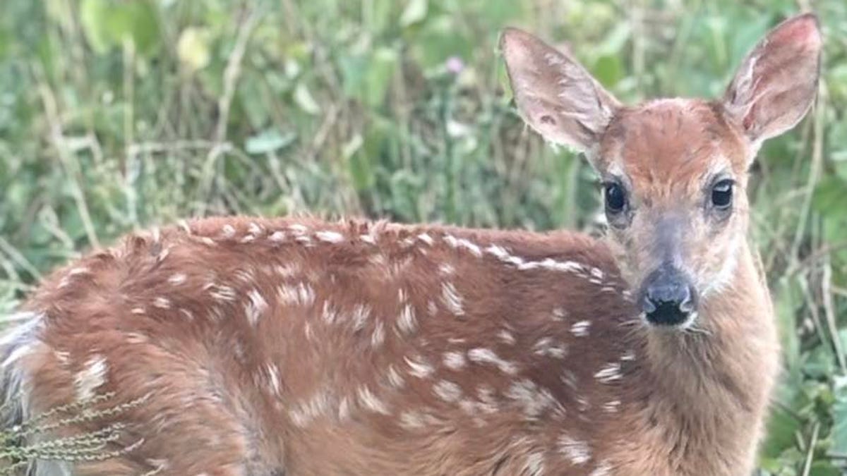 Peanut the fawn spared after DNR reverses euthanasia order