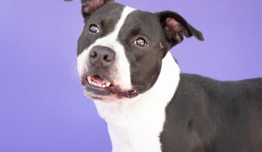 These cats and dogs are yearning to be adopted in Jacksonville area