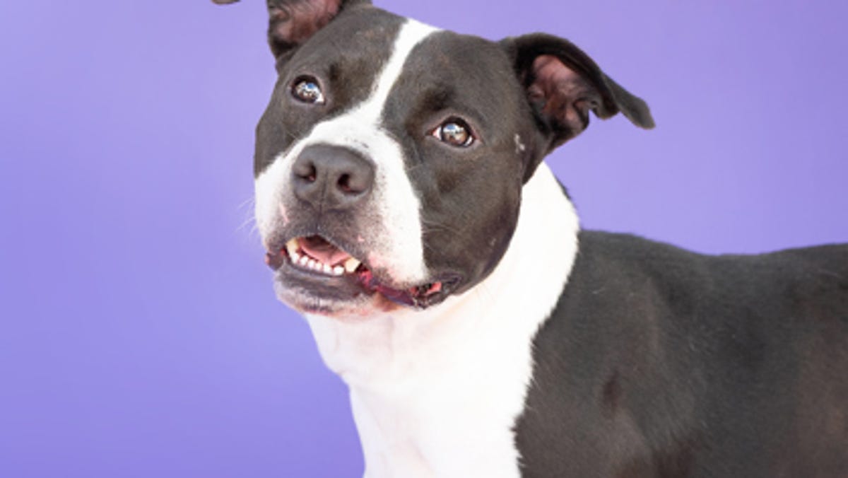 These cats and dogs are yearning to be adopted in Jacksonville area