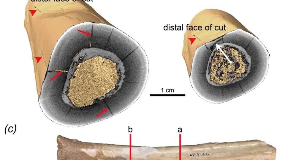In cross sections of the Mammoth Cave tibia, red arrows (a) indicate three longitudinal cracks. In another cross section, a white arrow (b) shows a transverse crack. Two red lines (c) indicate the approximate positions of the cross sections. - Blake Dickson