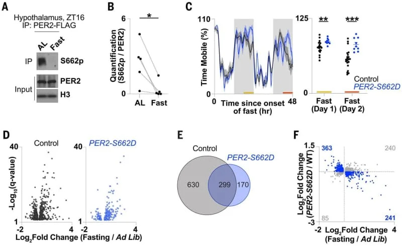 Fasting decreases PER2-S662 phosphorylation to regulate hypothalamic PUFA metabolism and behavioral phase. (CREDIT: Science)