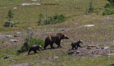 Three grizzly bears relocated near Yellowstone National Park
