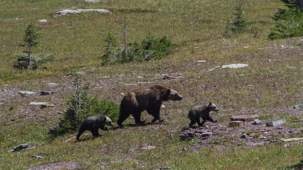 Three grizzly bears relocated near Yellowstone National Park