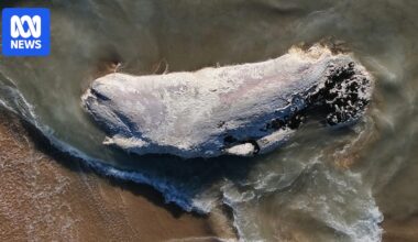 Waroona Shire suggests blowing up rotting whale carcass to save money