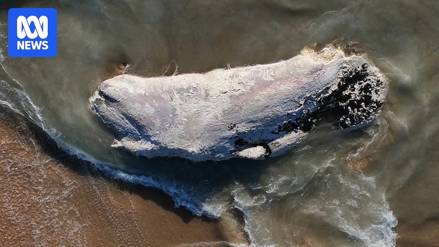 Waroona Shire suggests blowing up rotting whale carcass to save money