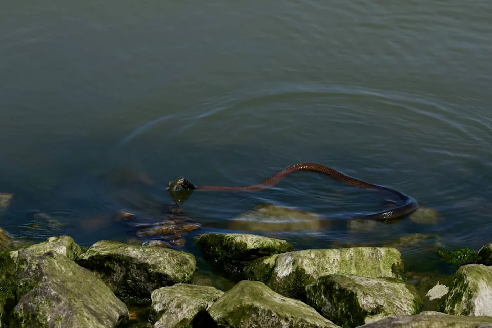 The snake in the shallows eating the fish.