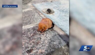 Bats displaced by courthouse construction found in downtown Oklahoma City