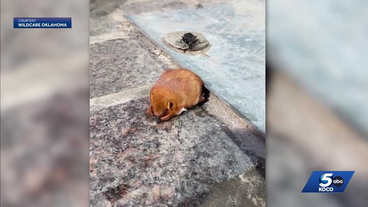 Bats displaced by courthouse construction found in downtown Oklahoma City