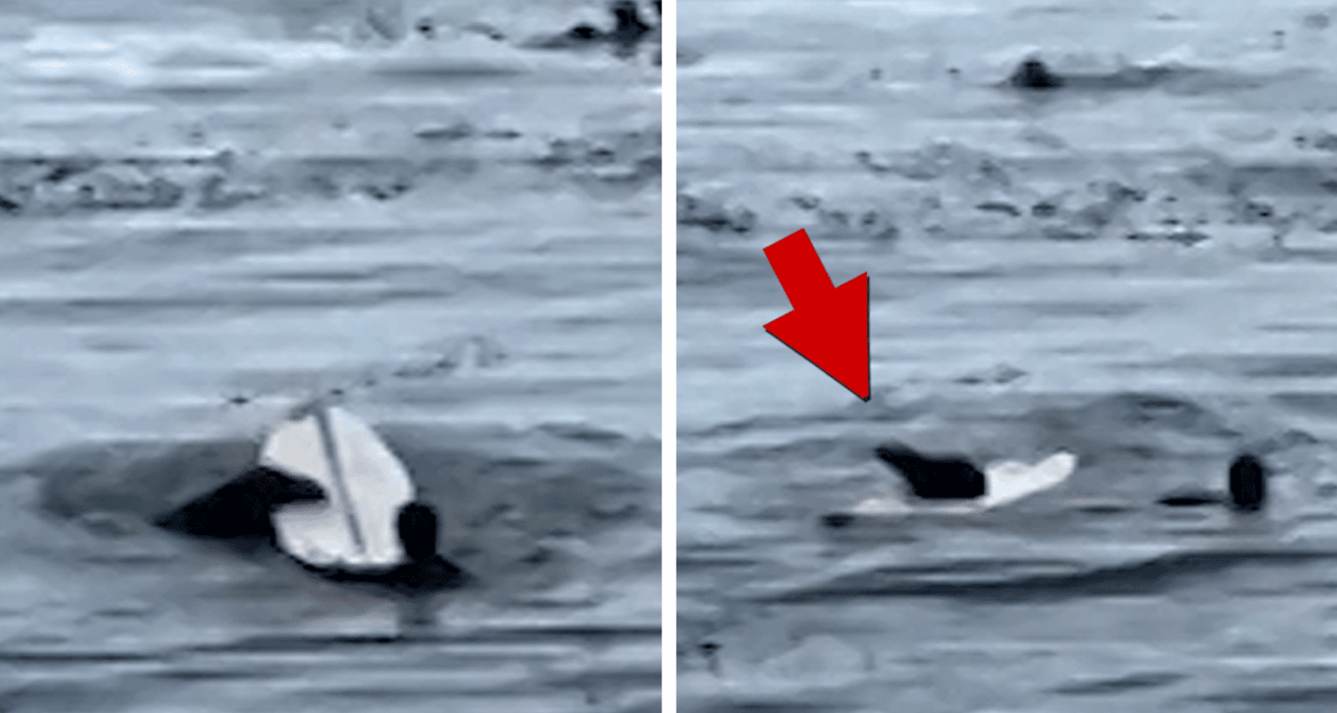 Otter Steals Surfboard, On Video