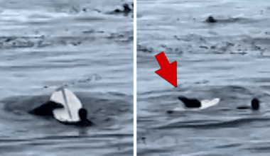 Otter Steals Surfboard, On Video