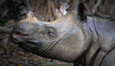 These Wildlife Investigators Went Full CSI Mode To Save Endangered Species