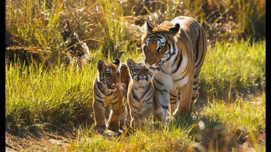 A notable success in the realm of conservation has been the resurgence of iconic species. (Shutterstock)