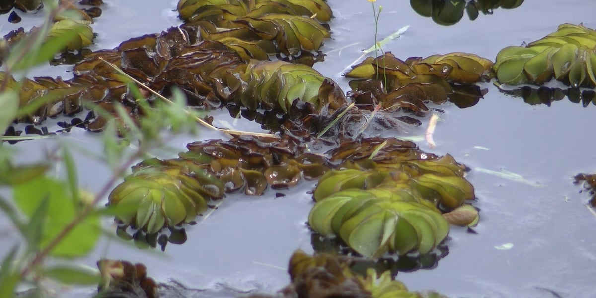 Game wardens fighting to curb giant invasive plant in East Texas lakes
