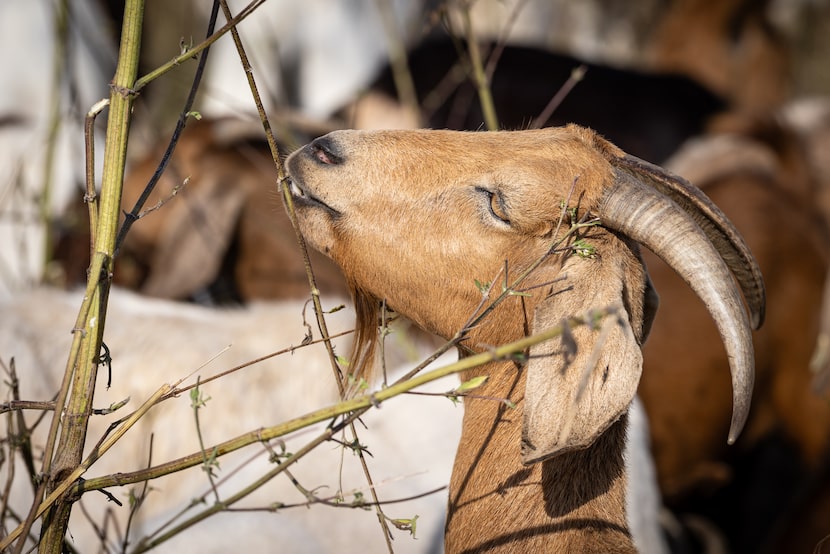 A goat pulls a leaf from a tall weed while a heard grazes along Northhaven Trail near...