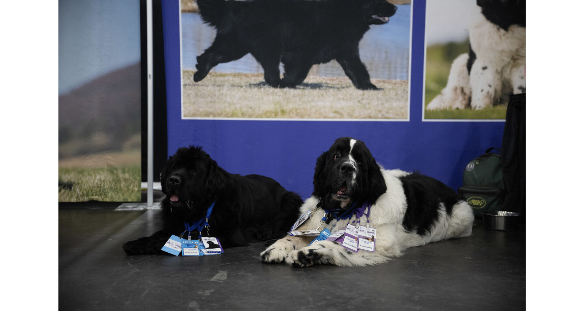 TOUCHDOWN, AKC! NEW YORK CITY GOES TO THE DOGS WHEN AKC MEET THE BREEDS RETURNS ON FOOTBALL'S BIGGEST WEEKEND