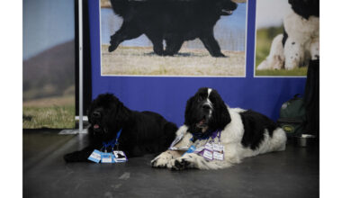 TOUCHDOWN, AKC! NEW YORK CITY GOES TO THE DOGS WHEN AKC MEET THE BREEDS RETURNS ON FOOTBALL'S BIGGEST WEEKEND