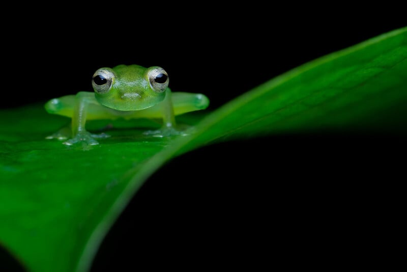 A small, translucent green frog with large eyes sits on a bright green leaf against a black background. The frog's body and eyes are in sharp focus, while the leaf and background are blurred.