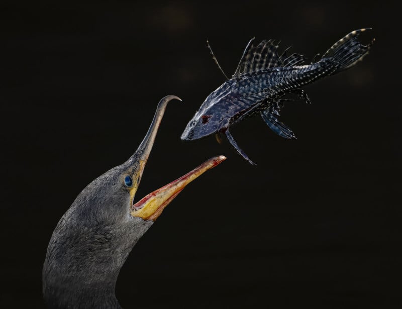 A bird with an open beak faces a fish that is mid-air above its mouth, against a dark background. The bird appears poised to catch the fish.