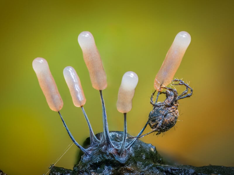 Close-up of several slender, translucent fungi stalks growing from a dark surface, with one stalk emerging from the body of a small, dried insect. The background is soft yellow and green.