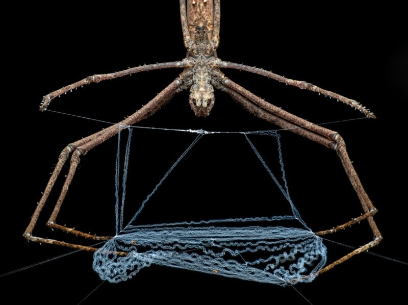 A close-up of a brown spider with long legs holding a web shaped like a rectangular net, suspended against a black background. The spider is hanging upside down.