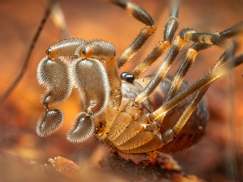 Close-up macro image of a spider showing its hairy, segmented pedipalps and legs, with fine details of its eyes, body, and textured background in warm brown and orange tones.