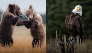 Two bear cubs stand on hind legs playfully sparring in a grassy field, while a bald eagle perches calmly on a branch against a blurred forest background.