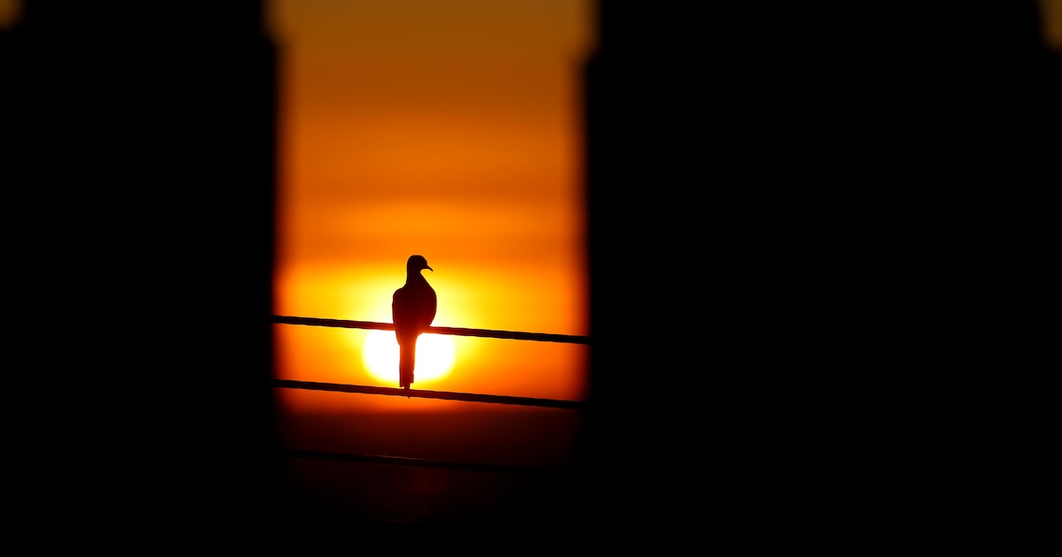 Warm, dry conditions pose elevated wildfire threat in North Texas Sunday. Here’s where