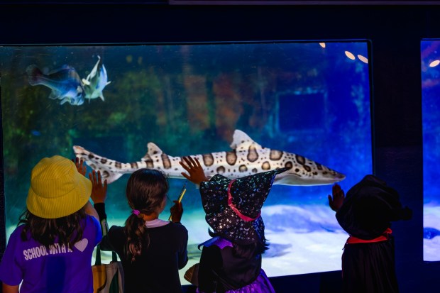 Visitors take in the sights during Birch Aquarium's Halloween Aglow in 2023. (Jordann Tomasek)