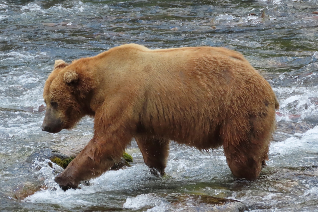 Bear walks in the river