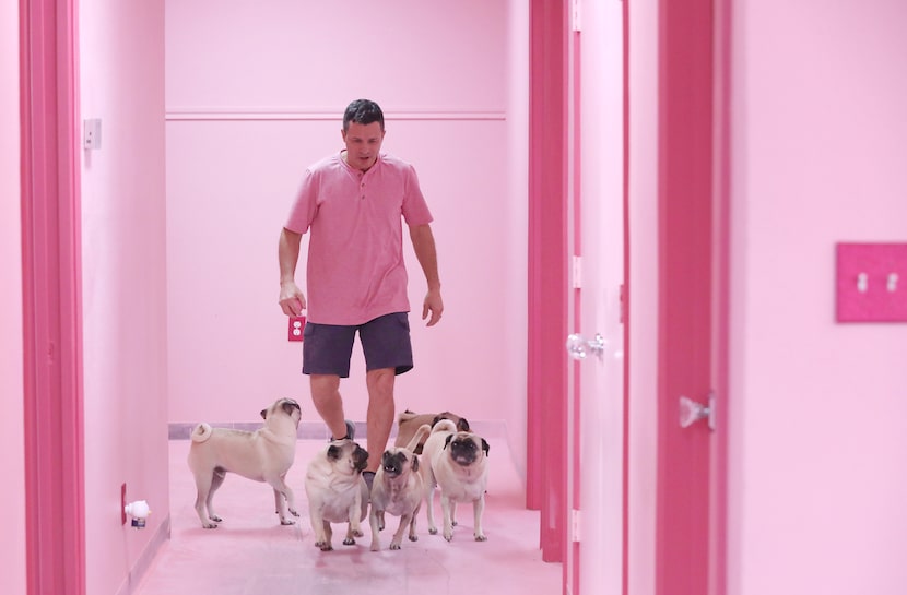 CuppaPug owner Jay Taylor walks down the hall with his pugs at the new CuppaPug in Frisco.