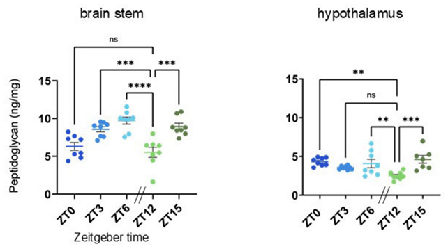 Peptidoglycan levels