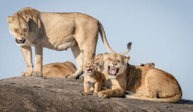 The Funniest Wildlife Photos of the Year Will Have You Roaring With Laughter