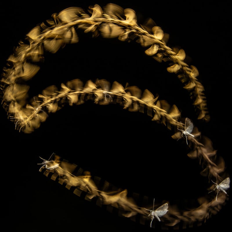 A long-exposure photo showing the flight paths of two moths, creating swirling, golden trails against a black background, with several clear images of the moths along the paths.