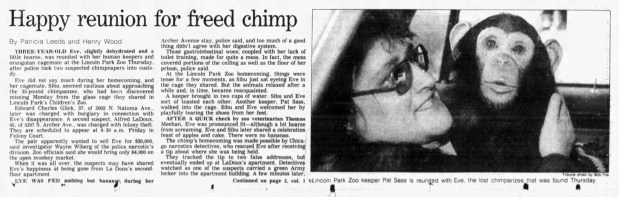 Eve, a young chimpanzee, was taken from the Lincoln Park Zoo on Oct. 11, 1982, by three men who intended to sell her in exchange for narcotics. She was recovered on Oct. 14, 1982, from an apartment on Archer Avenue. (Chicago Tribune)