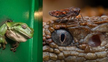 Photo Competition That Gets Up Close and Personal With Wildlife Announces Shortlist