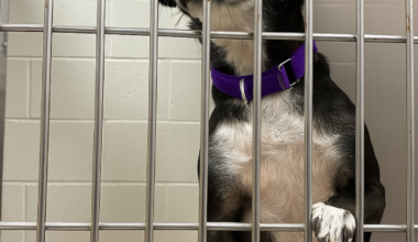 San Diego Humane Society’s El Cajon Campus at 248% capacity – NBC 7 San Diego
