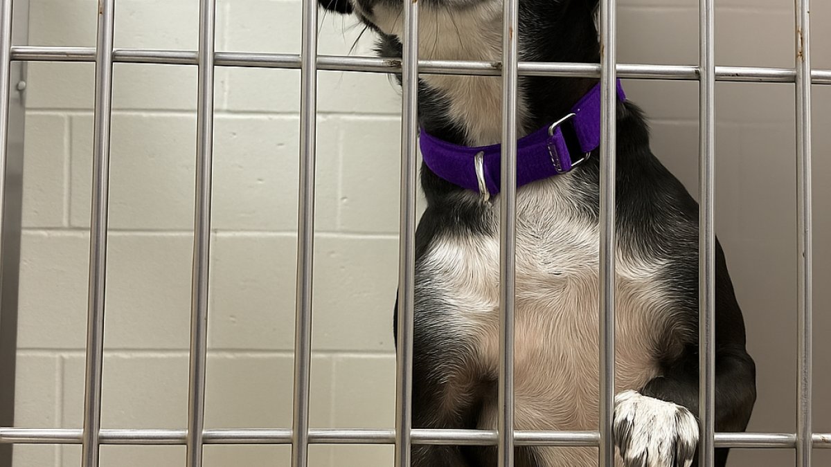 San Diego Humane Society’s El Cajon Campus at 248% capacity – NBC 7 San Diego