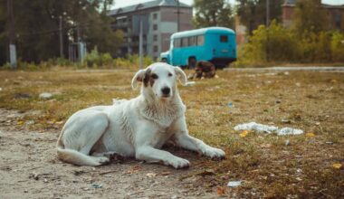 Chernobyl dogs