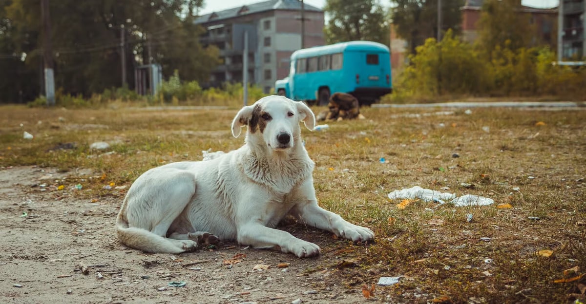 Chernobyl dogs