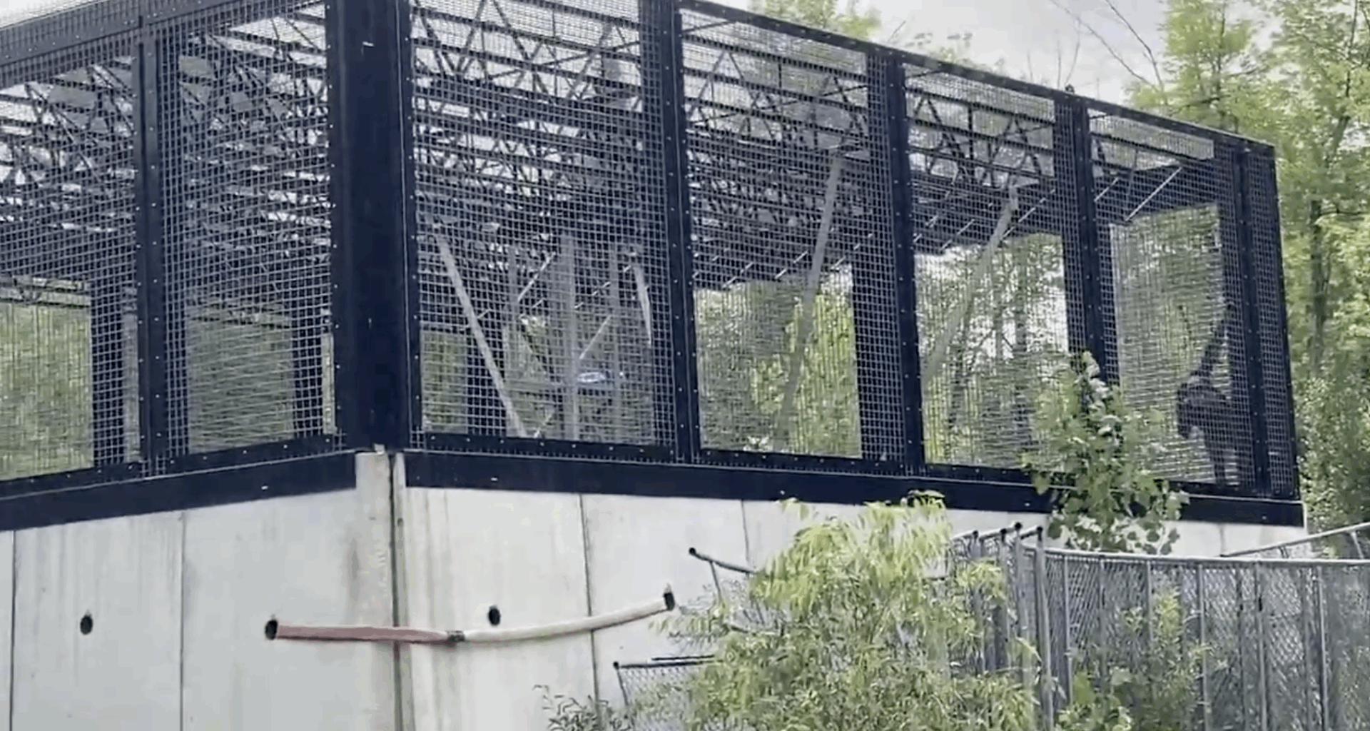 Do Michigan chimps have right to liberty? Court to weigh question