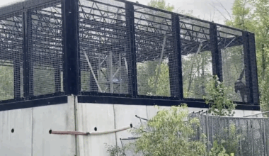 Do Michigan chimps have right to liberty? Court to weigh question