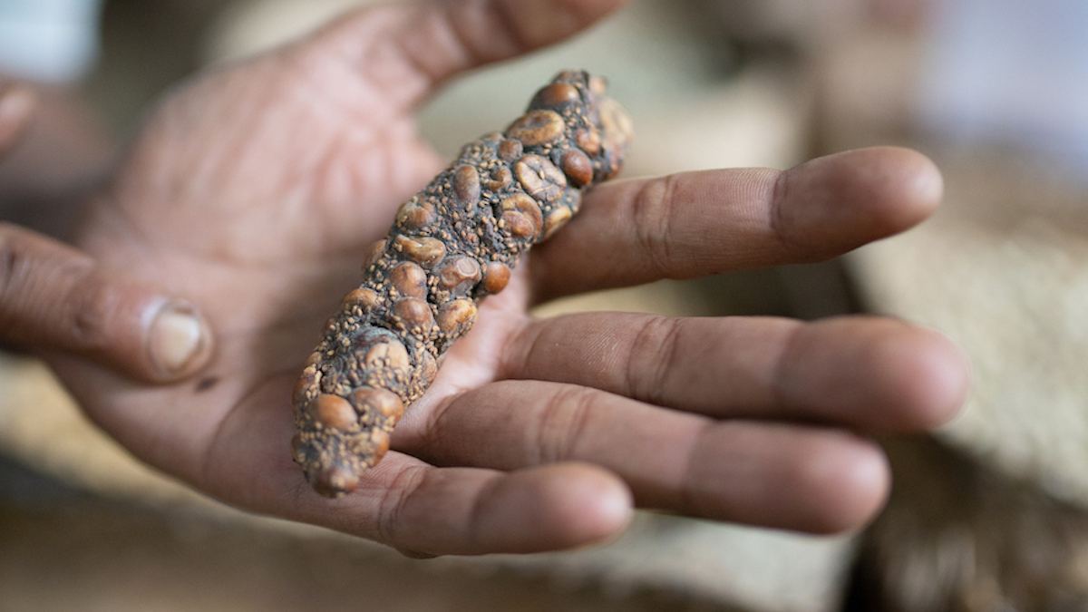 World's Most Expensive Coffee Is Chemically Different Because It's Literally Poop : ScienceAlert