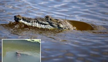 Crocodile in Florida seen with large dog clamped in its jaws