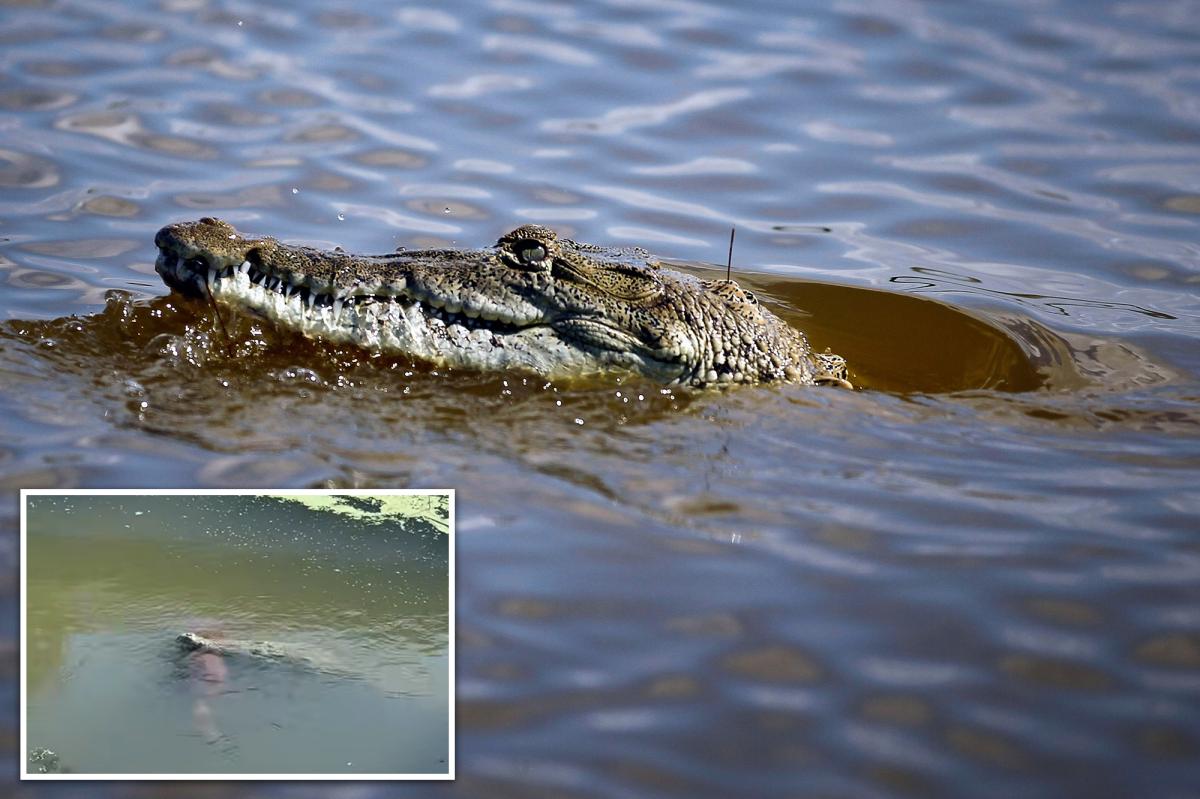 Crocodile in Florida seen with large dog clamped in its jaws