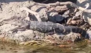 Watch: 'Credible' alligator sightings reported on Detroit's Belle Isle