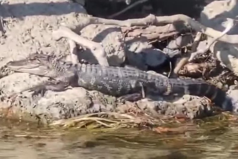 Watch: 'Credible' alligator sightings reported on Detroit's Belle Isle