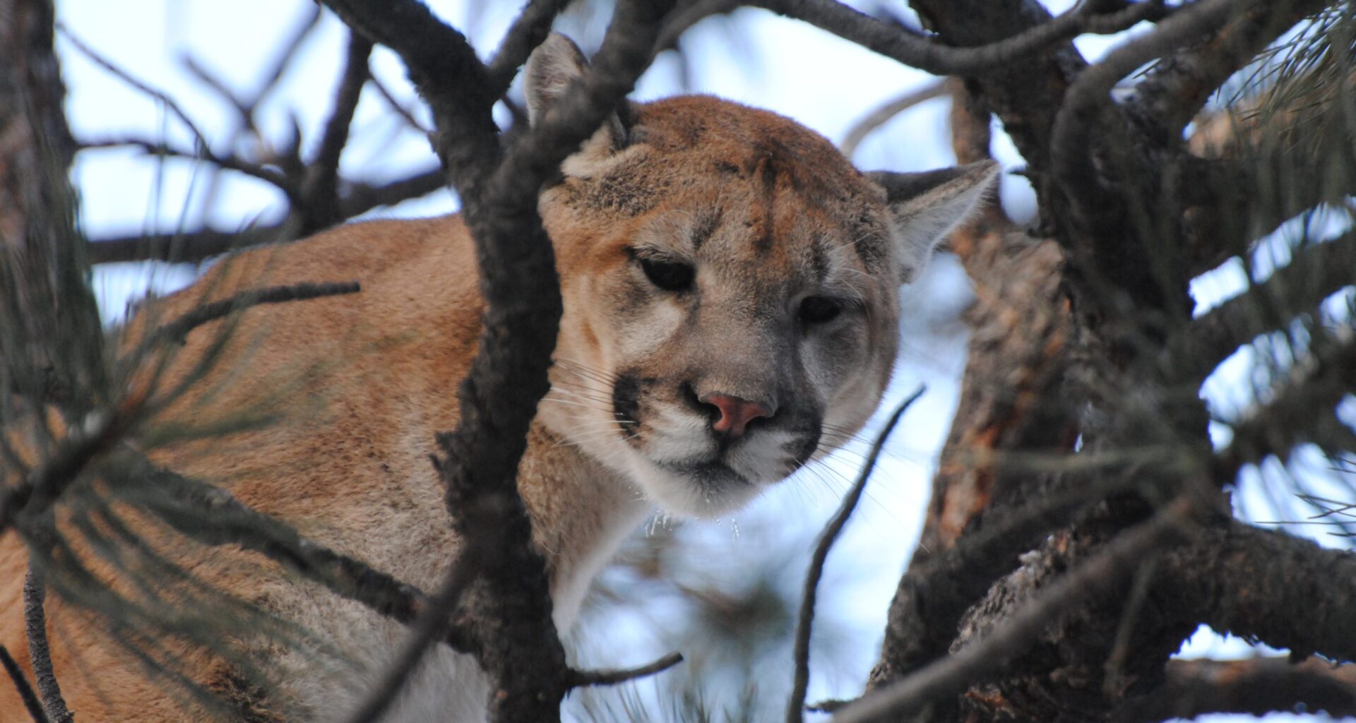 What happens when you come upon a feasting mountain lion? A Wyoming study tells the story.