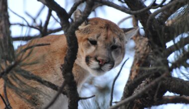 What happens when you come upon a feasting mountain lion? A Wyoming study tells the story.