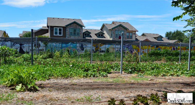 (Photo by Mimi Perez for CandysDirt.com)