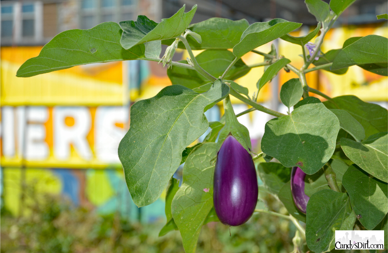 (Photo by Mimi Perez for CandysDirt.com)